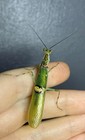 Live Vietnamese Apicalis Flower Mantis  l4- L5  With Food And Care Guide