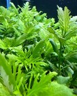 Water Wisteria  hygrophila Difformis    Buy3get1free   Live Aquatic Plants
