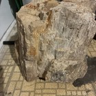 Petrified Wood Rough Large Heavy About 49lbs