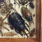 Real Insect Taxidermy Display Framed Box Art Entomology Rare Specimen