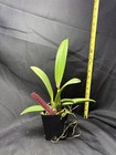 Rlc  Hey Song    amazing Thailand    Cattleya Orchid - Gorgeous Fiery Flower