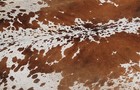 New Cowhide Rugs Area Cow Skin Leather 27 99 Sq feet  65 x62   Cow Hide M1397