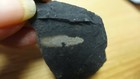 Geological Enterprises Ordovician Fossil Phyllocarid Caryocaris Curvilata Idaho