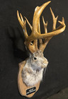 14 Pt Jackalope Whitetail Antlers Home Decor Gifts  one Of One Thousand  41 Left