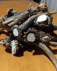 Set - 20 Roe Deer Roebuck Deer Antlers - Antler Dog Chew Nutritional Treat Toy 
