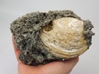 Ruck s Pit Calcite Clam Fossil - Mercenaria Permagna - Ft  Drum  Florida