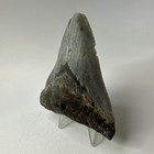 Megalodon Shark Tooth 3 73 Inch - Natural - Real Fossil - Rare Teeth 20005