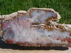 Tcr Mcdermitt Sagenite Agate jasper lapidary Polished Slab 541 Grams