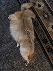 Tanned Xl Heavy Coyote Hide  1 With Full Tail And All 4 Feet  furs