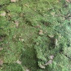 3 Lbs Supermoss Preserved Sheet Moss Fresh Green Box 20ish Sq Feet Crafts Garden
