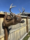 Beautiful White-tail Deer Shoulder Mount