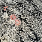 Black Tranquil  b 14 5x65 Long Vintage Japanese Kimono Silk Fabric Rw51