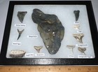 Xl Megalodon Era Shark Teeth Collection Framed Labeled Fossil Shark Tooth Lot 