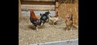 Poe Out N Out Kelso Gamefowl Hatching Eggs One Doz