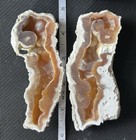 Uv Fluorescent Fossilized Coral Agate Slices Pair  2 Pieces   5 In