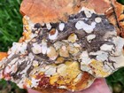 Xl 13 Lb Peanut Wood Stone  Fossilized Petrified Wood jasper Inclusion  Lapidary
