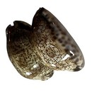 Small Maurita Sea Shell   Beautiful  Excellent Condition