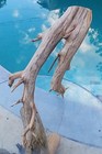 Large Driftwood Manzanita Aquascape Aquarium Terrarium  Bonsai 21   14   12  