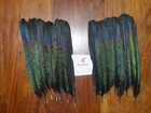 20 Magpie Tail Feathers 7 to 8  Native American Fly Tying Art craft