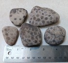 5 Odd Petoskey Stone 10 2 Oz Unpolished Hexagonaria Rock Lot Of Coral Fossils