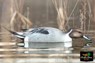 Avery Greenhead Gear Ghg Pro Grade Life Size Pintail Duck Decoys - 6 Pack