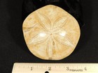 Big  Polished 150 Million Year Old  Sand Dollar Fossil Madagascar 216gr