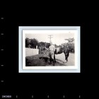 Old Vintage Photo Solo Man With Horse Standing Outside Original Snapshot