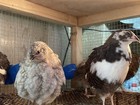 90 fertile Large Jumbo Multi Color Coturnix Quail Hatching Eggs
