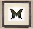 Alpine Black Swallowtail    Papilio Maackii    Real Framed Butterfly