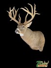 Beautiful Whitetail Deer Shoulder Mount  Antlers Buck Taxidermy Decor