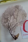 2 - Natural Sea Fan - Coral - Sea Whip - Free Shipping7 X 5  6 X 5 Inches