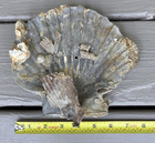 Giant 7    Fossil Chesapecten Scallop Seashell Va Megalodon Era