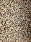 5 Lb Canary Seed -clean And Fresh 