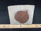 Did Someone Say Big Davidia Antiqua  Fossil Leaf  Glendive  Montana 