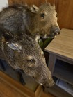Local Pick Up Only Two Taxidermy Havilinas On A Mounted Base