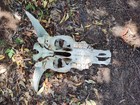Cattle Skull With Horns Texas