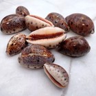 Deer Cowrie Tan Brown Seashells Polished  10 Shells Approx  1  Inches 