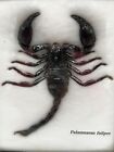 Framed Giant Scorpion Taxidermy Entomology Palamnaeus Fulipes