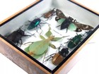 Real Insect Taxidermy Display Framed Box Butterfly Art Entomology Specimens  12