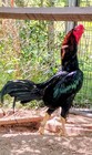 6 Assorted Pakistan Mianwali  Hatching Eggs L  k 