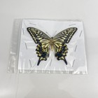 10 Real Asian Swallowtail Butterfly Specimens Papilio Xuthus Spread Wings Diy