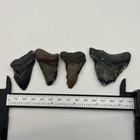 Megalodon Shark Tooth Lot Real Fossil Shark Teeth South Carolina 4 Set