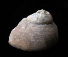 Gastropod- 1 - Large- Cyclonema Bilix- Ordovician- Cincinnati  Ohio