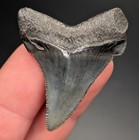 Gorgeous Black Angustiden Shark Tooth Sc Natural Fossil Megalodon Predecessor 