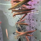 Live Tropical Fish- Golden Albino  Alligator Gar 5-6  Inch