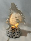 Vintage Real Conch Clam Shell Lamp Night Light Base Beach Sea Shells Works 