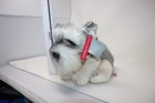 F a o Schwarz Schnauzer Floppy Dog Puppy Plush With Red Scarf