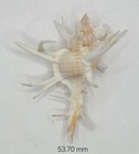 Muricidae Chicoreus Cervicornis - 53 70 Mm - Gorgeous Color   Structure - Gem