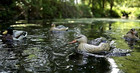 Motion Ducks Single Decoy Spreader And Jerk System