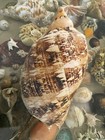 Seashell Cymbiola Magnifica 270mm 555gr Extremely Rare Huge Size  Beauty Design 